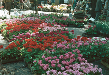 22588 Afbeelding van de bloemenmarkt op het Janskerkhof te Utrecht.